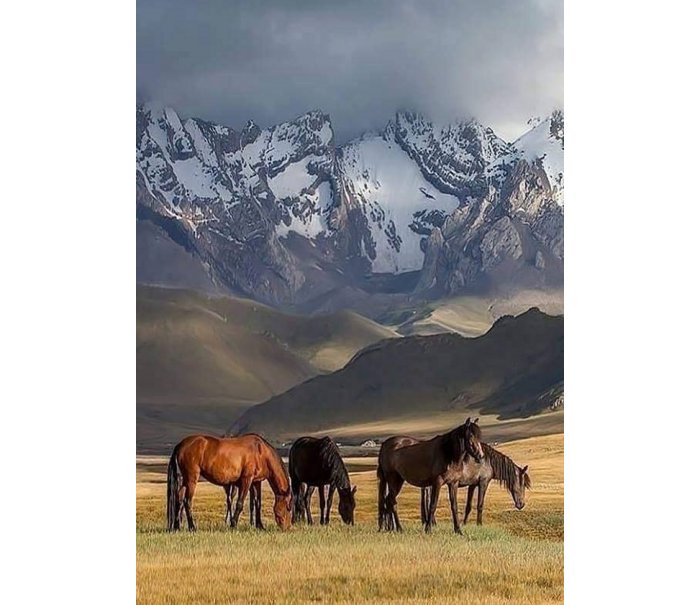 Grazing Horses